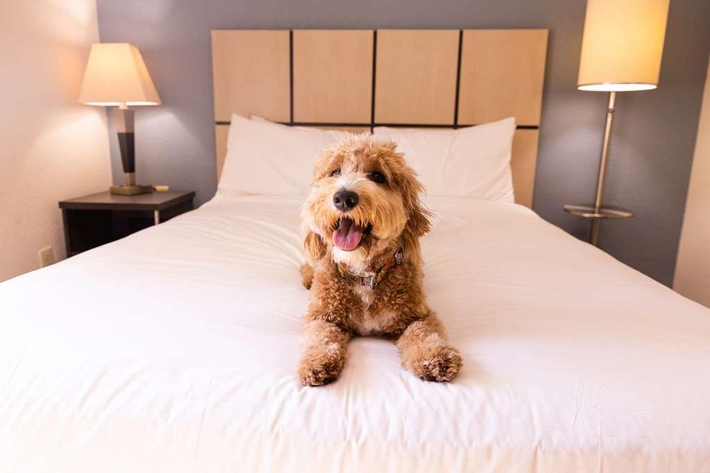 Sonesta Simply Suites Dallas Galleria Cameră foto